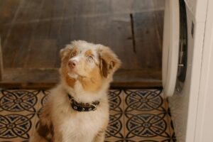 Charming Australian Shepherd puppy sitting indoors, next to a washing machine, looking curiously up.
