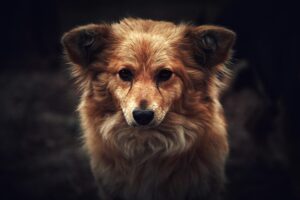 Close-up of a majestic golden dog looking directly at the camera in an outdoor setting.
