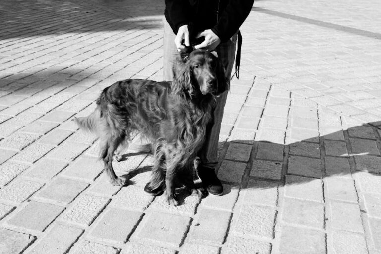 The Complete Irish Setter Guide: History, Temperament, Care and More