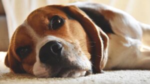 The Complete Beagle Guide: History, Temperament, Care and More
