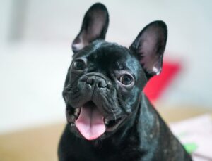 The Complete French Bulldog Guide: History, Temperament, Care and More