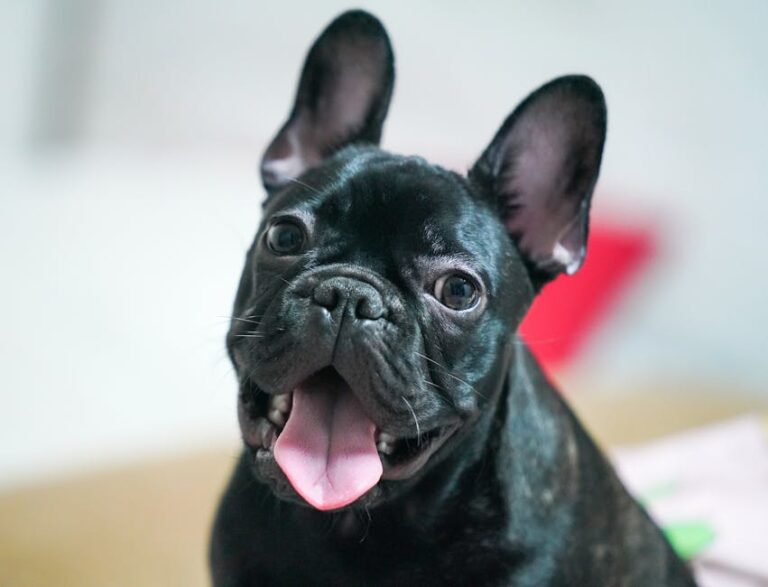 The Complete French Bulldog Guide: History, Temperament, Care and More