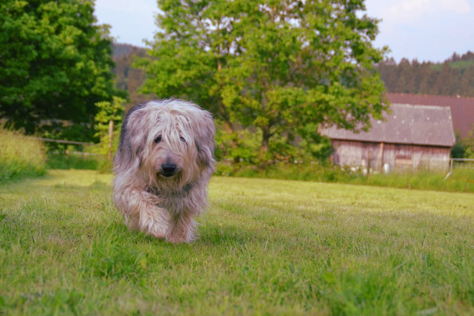 The Complete Old English Sheepdog Guide: History, Temperament, Care and More
