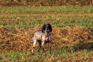 The Complete English Setter Guide: History, Temperament, Care and More