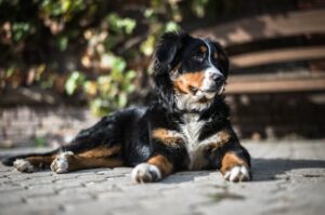 The Complete Bernese Mountain Dog Guide: History, Temperament, Care and More