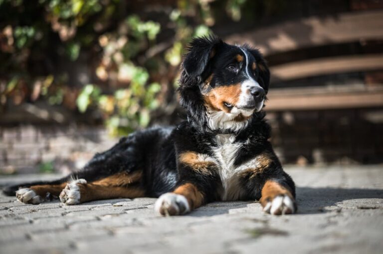 The Complete Bernese Mountain Dog Guide: History, Temperament, Care and More