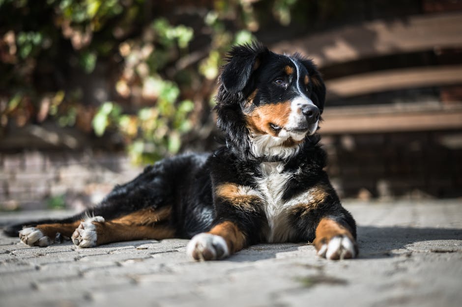 The Complete Bernese Mountain Dog Guide: History, Temperament, Care and More