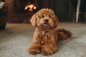 The Complete Miniature Poodle Guide: History, Temperament, Care and More
