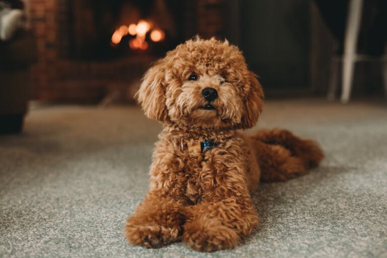 The Complete Miniature Poodle Guide: History, Temperament, Care and More