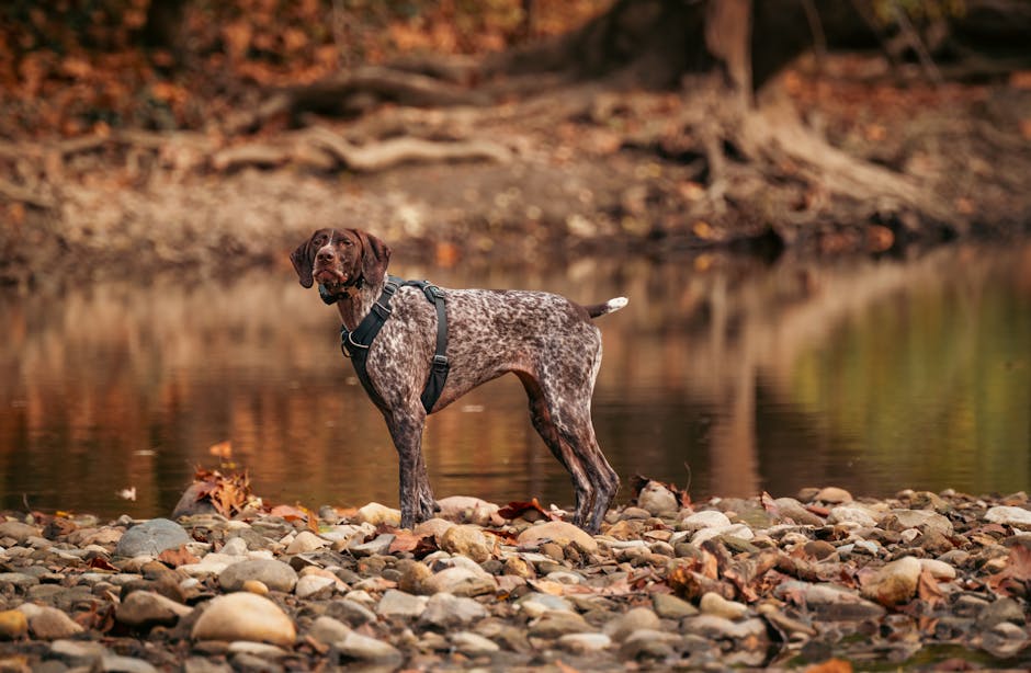 The Complete German Shorthaired Pointer Guide: History, Temperament, Care and More