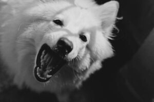 The Complete Samoyed Guide: History, Temperament, Care and More