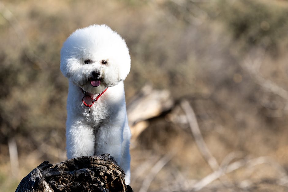 The Complete Bichon Frise Guide: History, Temperament, Care and More