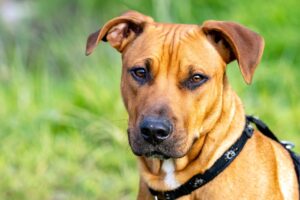 The Complete Rhodesian Ridgeback Guide: History, Temperament, Care and More