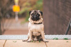 The Complete Pug Guide: History, Temperament, Care and More