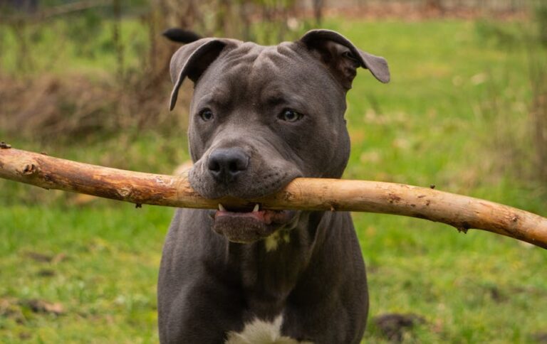 The Complete Bull Terrier Guide: History, Temperament, Care and More