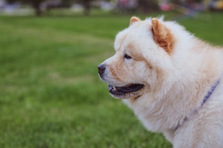 The Complete Chow Chow Guide: History, Temperament, Care and More