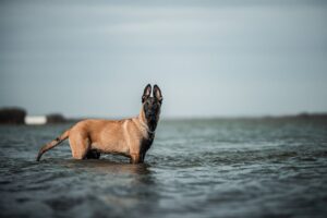 The Complete Belgian Malinois Guide: History, Temperament, Care and More