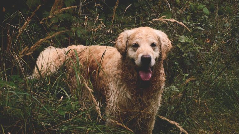 The Complete Golden Retriever Guide: History, Temperament, Care and More