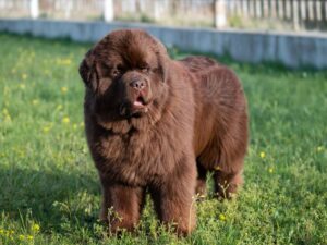 The Complete Newfoundland Guide: History, Temperament, Care and More