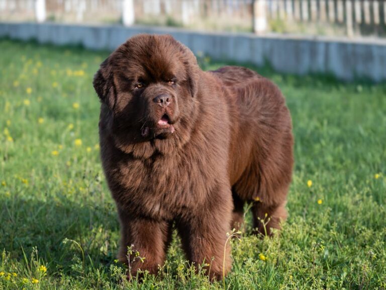 The Complete Newfoundland Guide: History, Temperament, Care and More