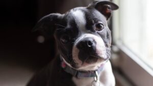The Complete Boston Terrier Guide: History, Temperament, Care and More