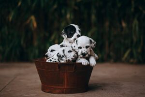 The Complete Dalmatian Guide: History, Temperament, Care and More