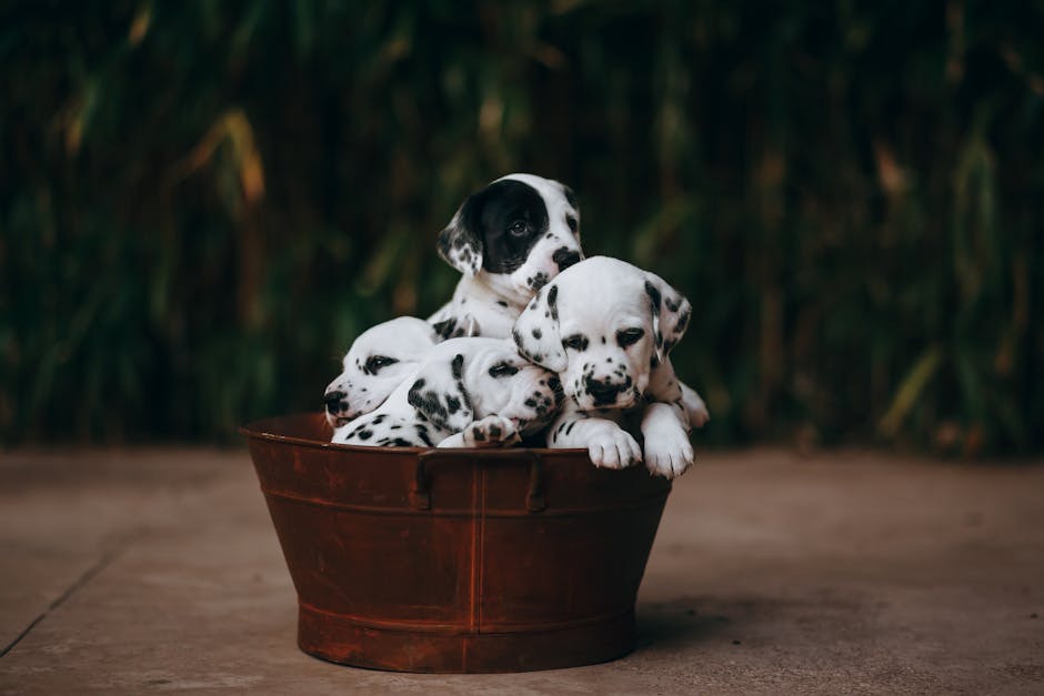 The Complete Dalmatian Guide: History, Temperament, Care and More