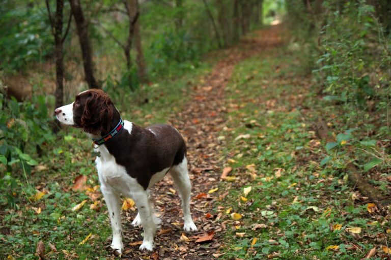 The Complete English Springer Spaniel Guide: History, Temperament, Care and More
