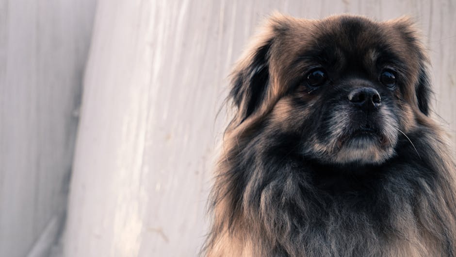 The Complete Pekingese Guide: History, Temperament, Care and More