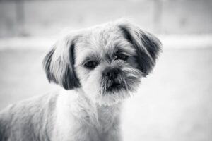 The Complete Shih Tzu Guide: History, Temperament, Care and More
