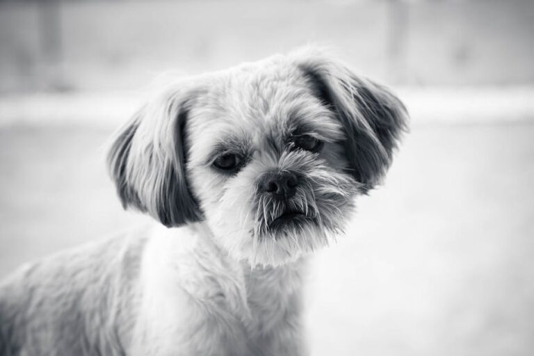The Complete Shih Tzu Guide: History, Temperament, Care and More