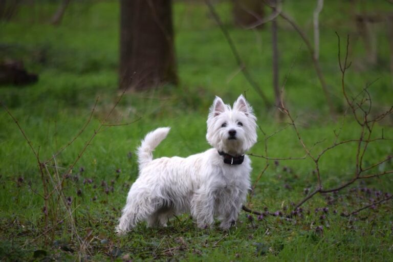 The Complete West Highland White Terrier Guide: History, Temperament, Care and More
