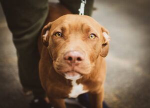The Complete American Staffordshire Terrier Guide: History, Temperament, Care and More
