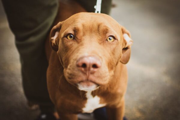 The Complete American Staffordshire Terrier Guide: History, Temperament, Care and More