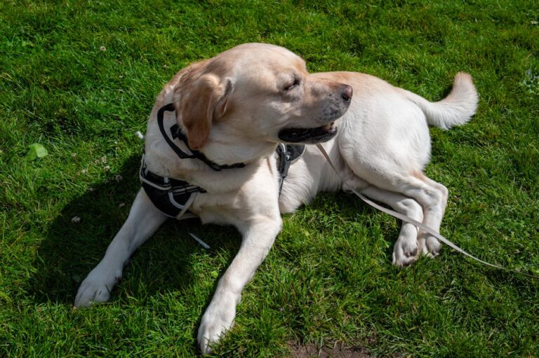 The Complete Labrador Retriever Guide: History, Temperament, Care and More