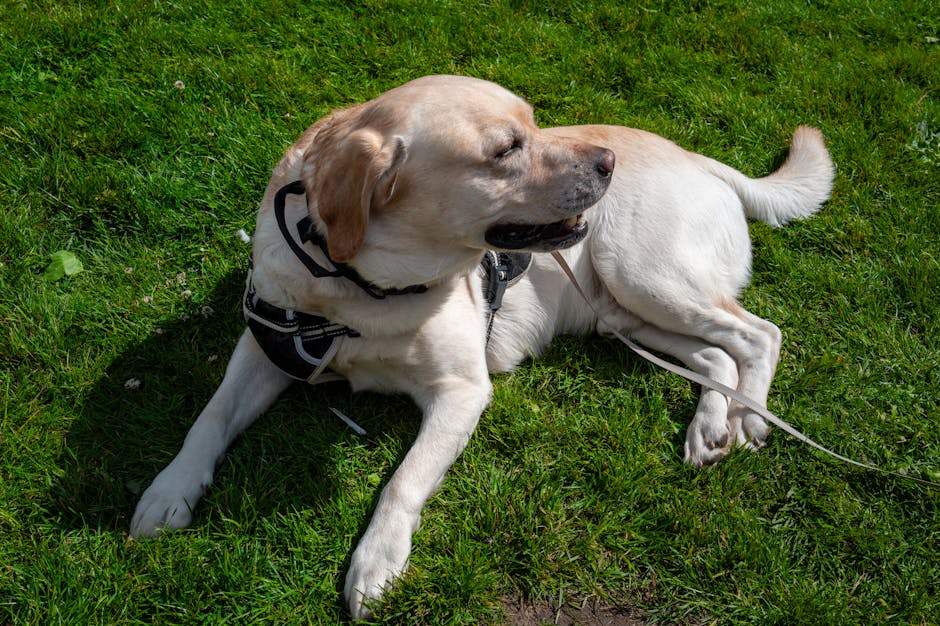 The Complete Labrador Retriever Guide: History, Temperament, Care and More