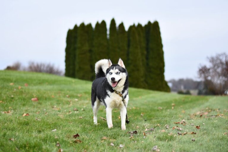 The Complete Siberian Husky Guide: History, Temperament, Care and More