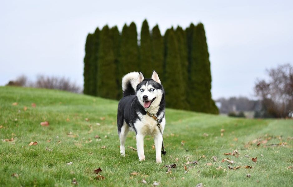 The Complete Siberian Husky Guide: History, Temperament, Care and More