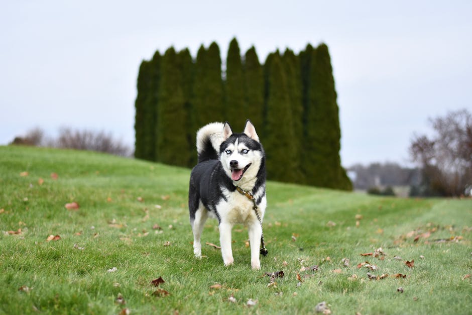 The Complete Siberian Husky Guide: History, Temperament, Care and More