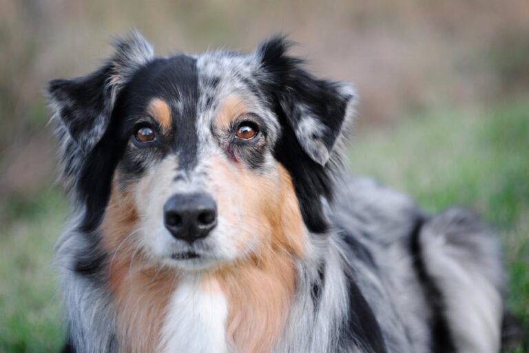 The Complete Australian Shepherd Guide: History, Temperament, Care and More