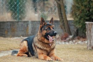 The Complete German Shepherd Guide: History, Temperament, Care and More