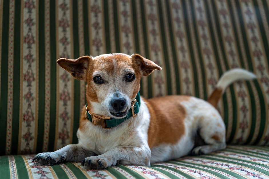The Complete Jack Russell Terrier Guide: History, Temperament, Care and More