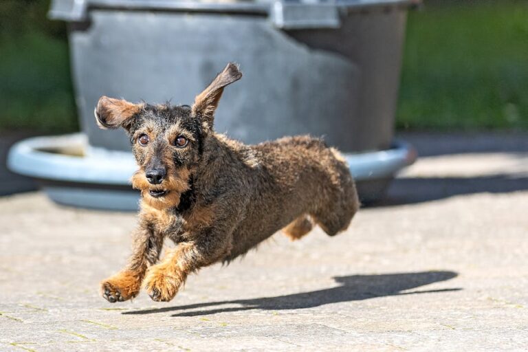 The Complete Dachshund Guide: History, Temperament, Care and More