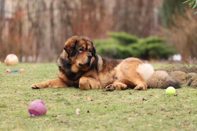 The Complete Mastiff Guide: History, Temperament, Care and More