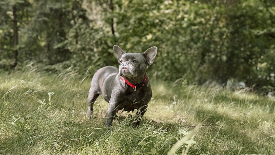 The Complete Bulldog Guide: History, Temperament, Care and More