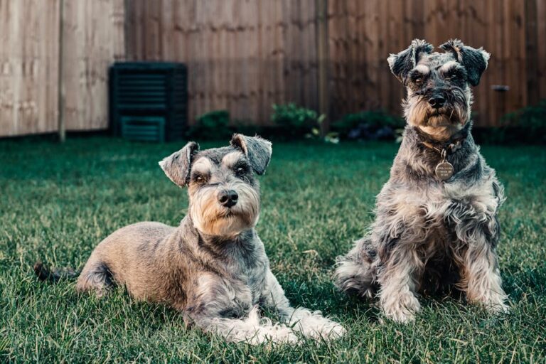The Complete Standard Schnauzer Guide: History, Temperament, Care and More