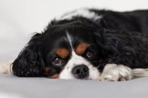 The Complete Cavalier King Charles Spaniel Guide: History, Temperament, Care and More