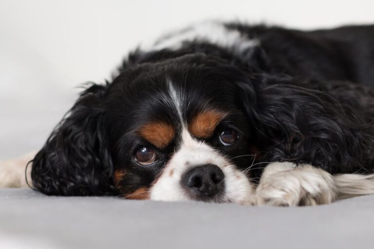 The Complete Cavalier King Charles Spaniel Guide: History, Temperament, Care and More