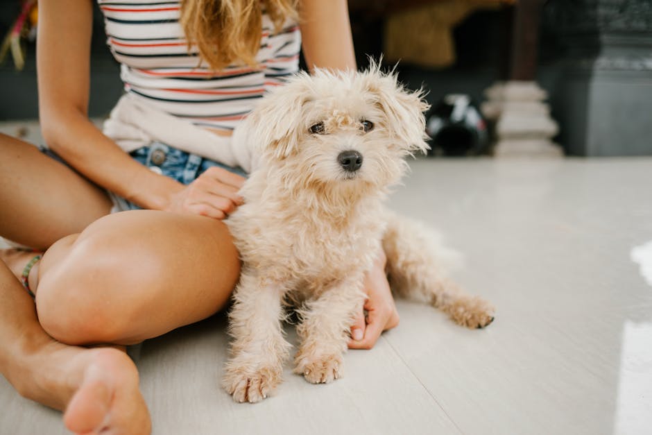 The Complete Poodle Guide: History, Temperament, Care and More