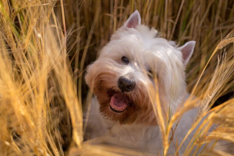 The Complete Scottish Terrier Guide: History, Temperament, Care and More